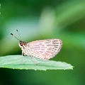 HESPERIIDAE, (Hesperiinae), Vehilius stictomenes